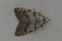 Nola confusalis