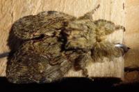 Peridea anceps