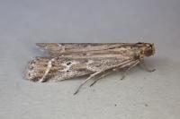 Pempeliella ornatella