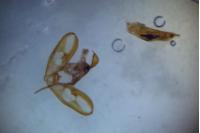 Eilema caniola