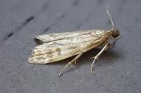 Assara terebrella