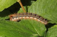 Euthrix potatoria