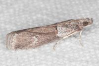 Acrobasis bithynella