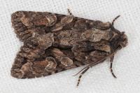 Dryobotodes tenebrosa