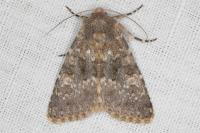 Polymixis dubia