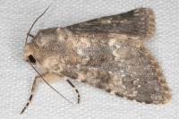 Polymixis dubia