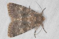 Polymixis dubia