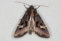 Trigonophora flammea