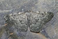 Charissa glaucinaria etruscaria