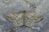 Scopula immorata
