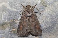 Polia bombycina