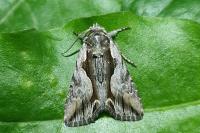Calliergis ramosa