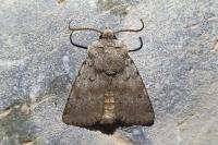 Agrotis cinerea