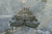 Perizoma hydrata