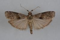 Phycita roborella