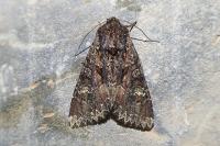 Mniotype adusta