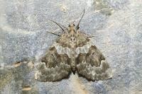 Thera britannica/variata