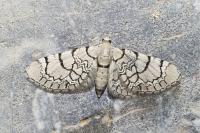 Eupithecia venosata/schiefereri