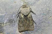 Agrotis simplonia
