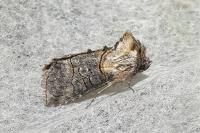 Abrostola asclepiadis