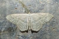 Scopula incanata