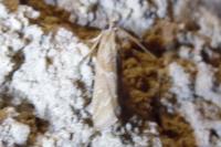 Bradyrrhoa cantenerella