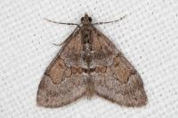 Thera obeliscata