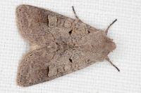 Ammoconia caecimacula