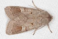 Ammoconia caecimacula