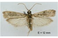 Cryptoblabes gnidiella