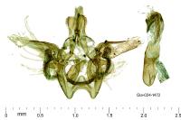 Cryptoblabes gnidiella