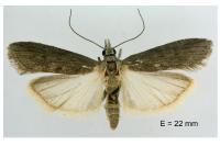 Epischnia asteris