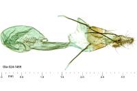 Epischnia asteris