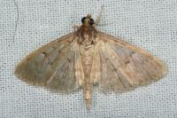 Herpetogramma licarsisalis