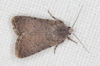 Caradrina flavirena