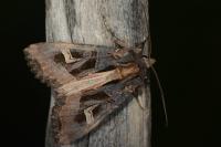 Trigonophora flammea