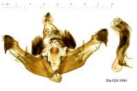 Mniotype solieri