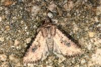 Mythimna languida