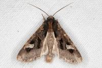 Trigonophora flammea
