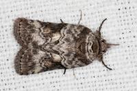 Nycteola columbana