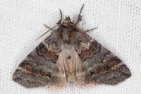 Cymatophorina diluta