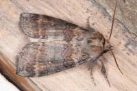 Cymatophorina diluta