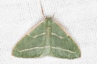 Hylaea fasciaria