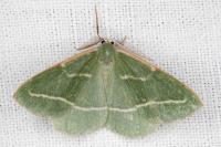 Hylaea fasciaria