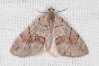 Pennithera ulicata