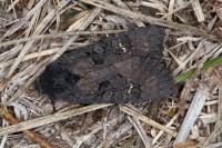 Aporophyla nigra