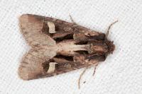 Trigonophora crassicornis