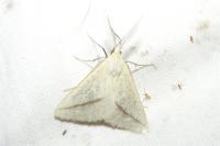 Aspitates gilvaria