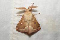 Lasiocampa trifolii trifolii