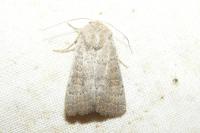 Hoplodrina ambigua/blanda